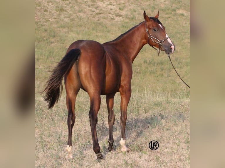 American Quarter Horse Wallach Fohlen (04/2026) Brauner in VARSI PR
