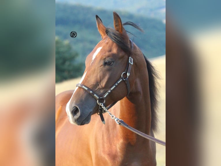 American Quarter Horse Wallach Fohlen (04/2026) Brauner in VARSI PR