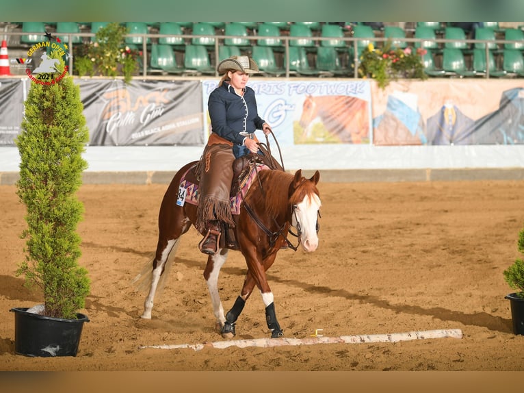 American Quarter Horse Nieznany Zygota 150 cm Kasztanowata in Illingen