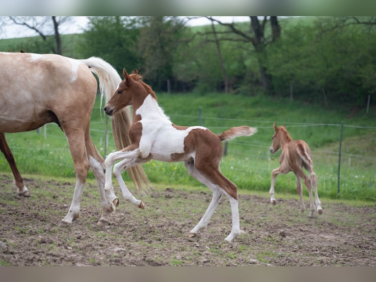 American Saddlebred Étalon 2 Ans 165 cm Pinto in Kierspe