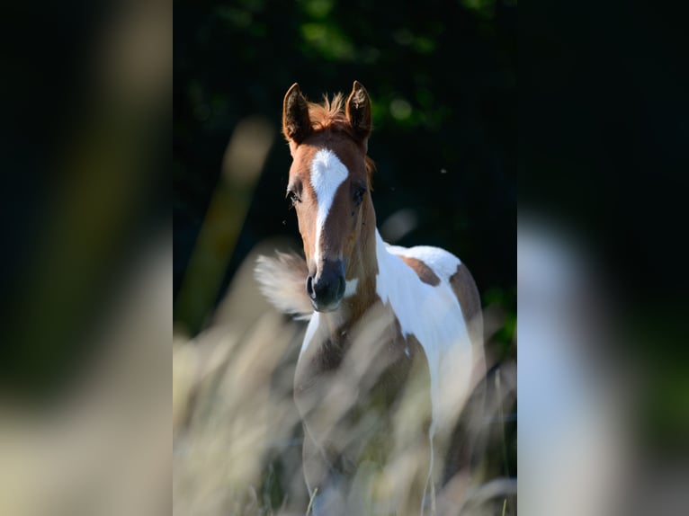 American Saddlebred Étalon 2 Ans 165 cm Pinto in Kierspe