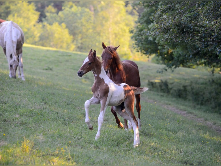 American Saddlebred Étalon 3 Ans 165 cm Pinto in Kierspe