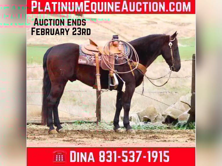 American Saddlebred Gelding 10 years 14,3 hh Bay in Paicines CA