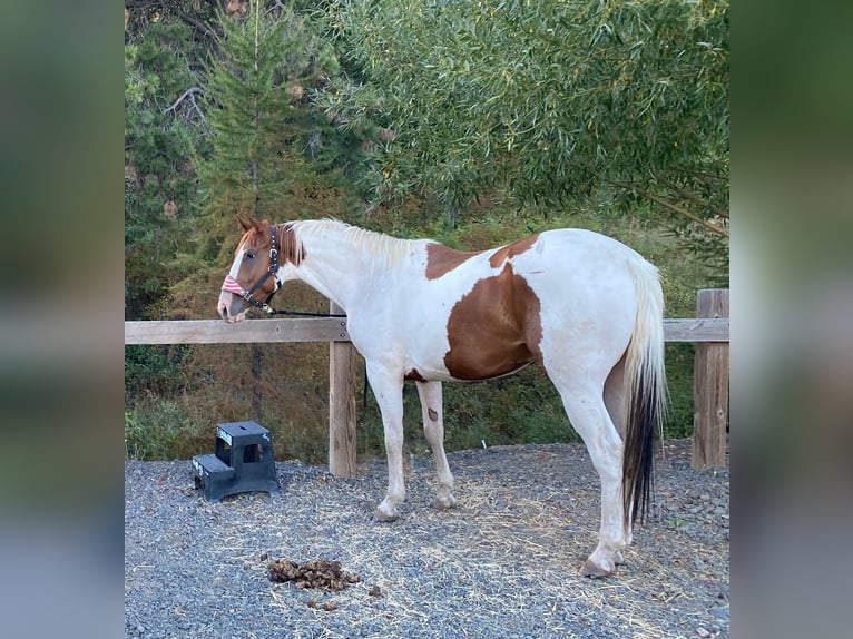 American Saddlebred Gelding 12 years in london