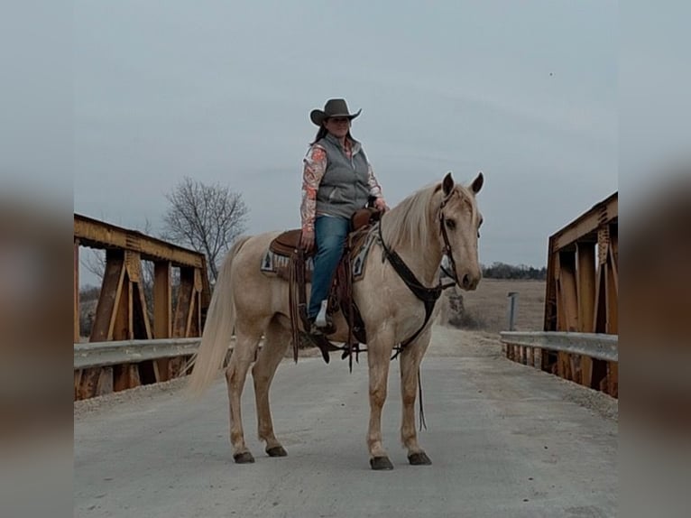 American Saddlebred Gelding 13 years 13 hh Palomino in Bedford