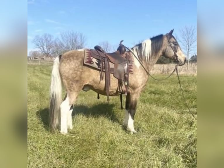 American Saddlebred Gelding 13 years 14,2 hh Buckskin in Chambersburg