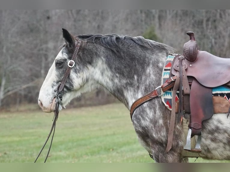 American Saddlebred Gelding 13 years 14,3 hh Roan-Blue in Rineyville