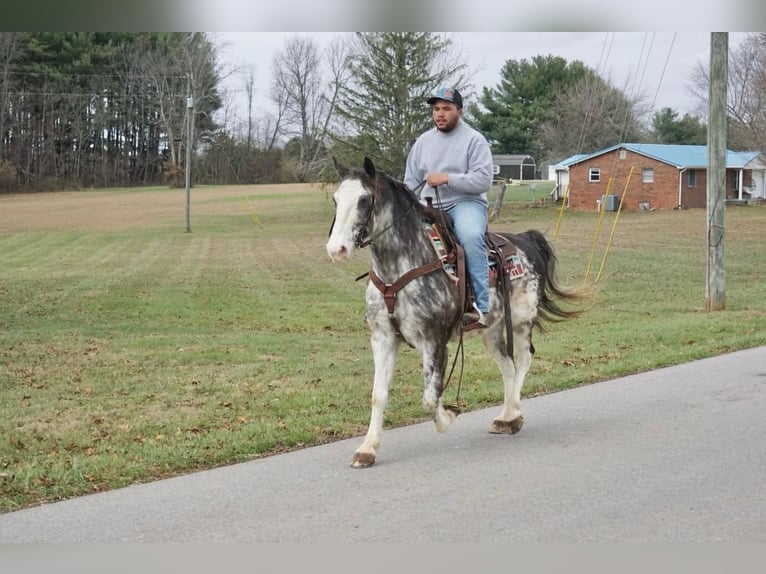 American Saddlebred Gelding 13 years 14,3 hh Roan-Blue in Rineyville