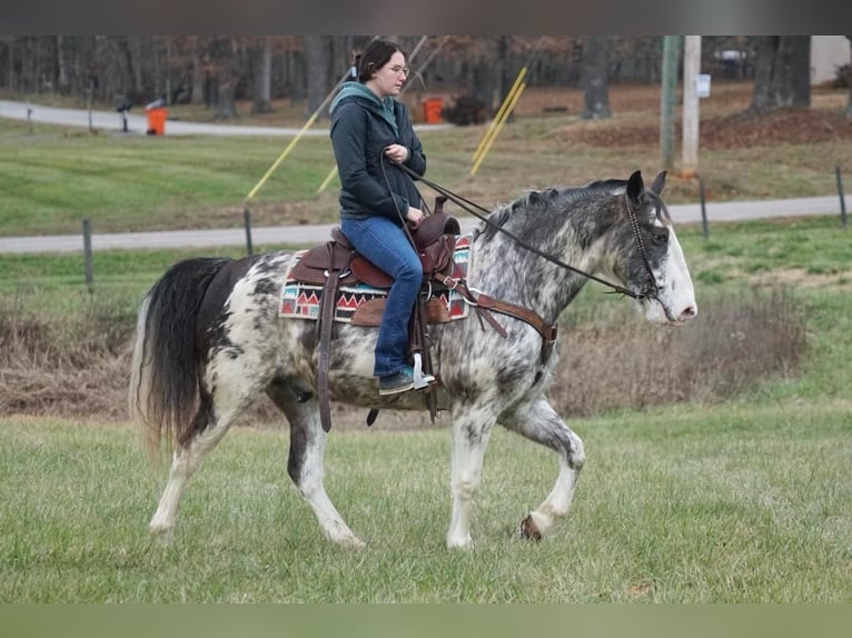 American Saddlebred Gelding 13 years 14,3 hh Roan-Blue in Rineyville