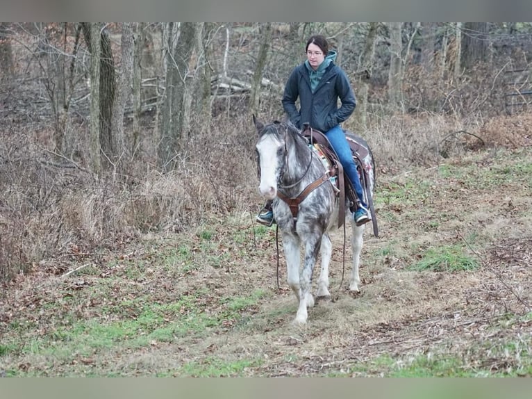 American Saddlebred Gelding 13 years 14,3 hh Roan-Blue in Rineyville