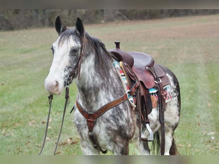 American Saddlebred Gelding 13 years 14,3 hh Roan-Blue in Rineyville