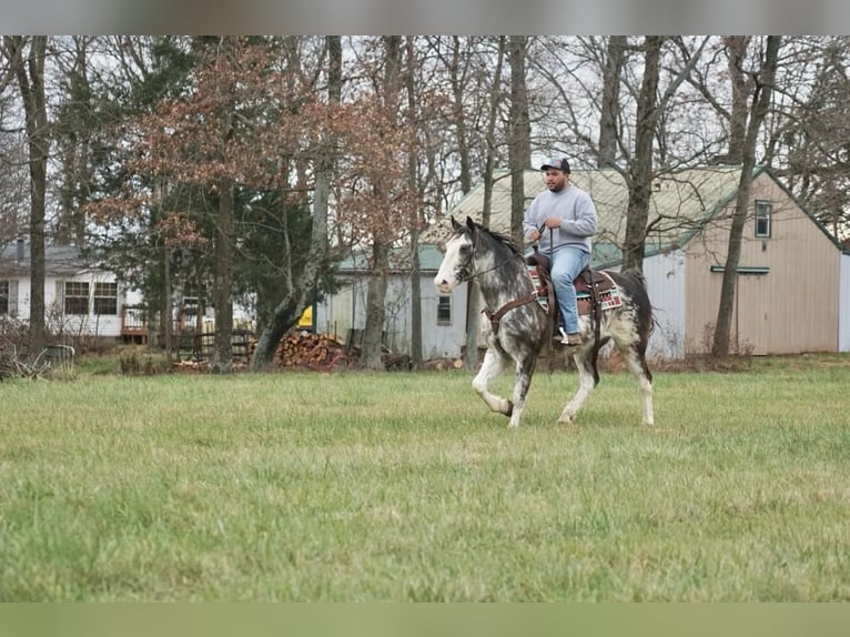 American Saddlebred Gelding 13 years 14,3 hh Roan-Blue in Rineyville