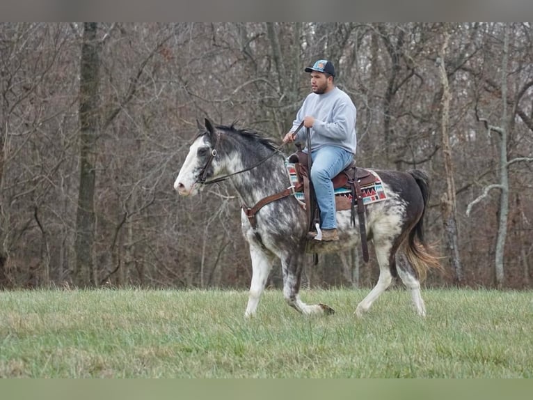 American Saddlebred Gelding 13 years 14,3 hh Roan-Blue in Rineyville