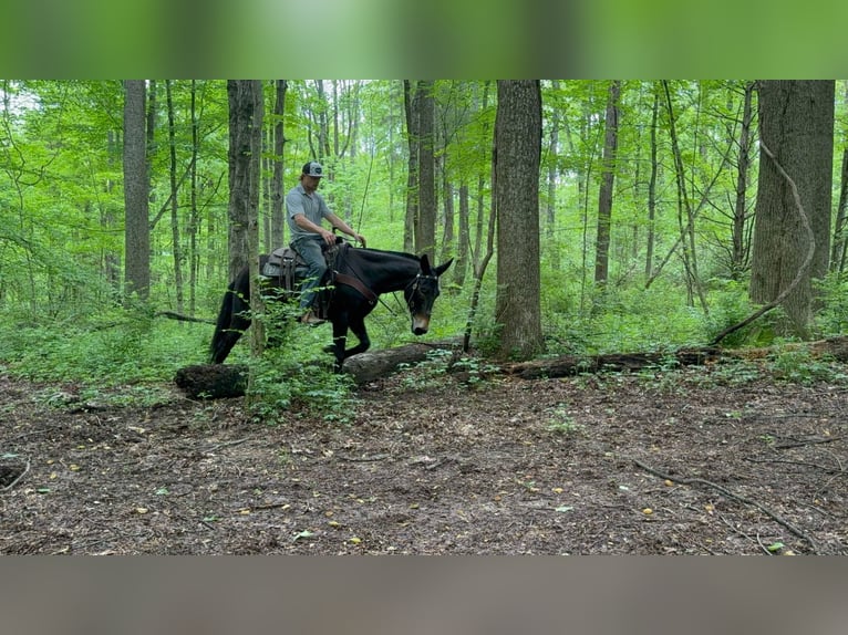 American Saddlebred Gelding 14 years 15,1 hh Black in Moscow OH