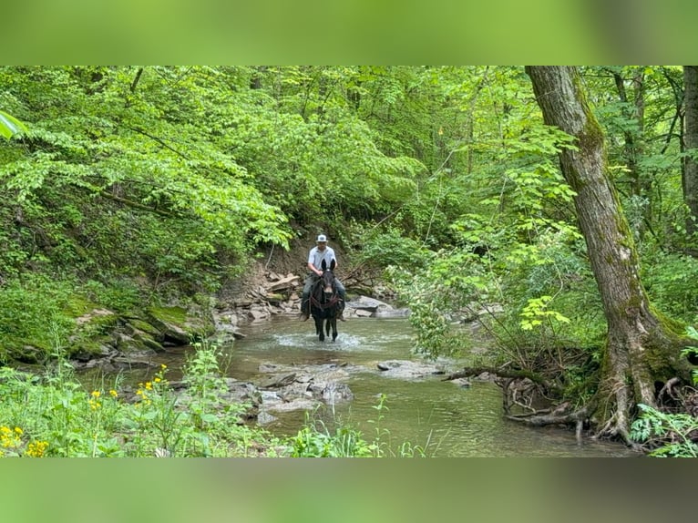 American Saddlebred Gelding 14 years 15,1 hh Black in Moscow OH