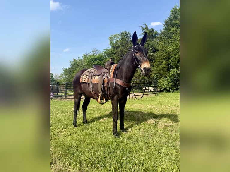American Saddlebred Gelding 14 years 15,1 hh Black in Moscow OH