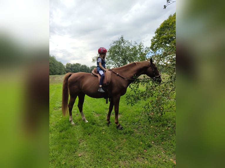 American Saddlebred Gelding 17 years 15.2 hh Chestnut-Red in Lauf an der Pegnitz