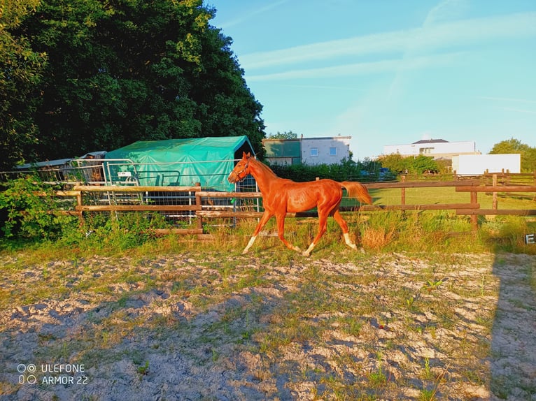 American Saddlebred Gelding 1 year 15,2 hh Chestnut-Red in Niederzier