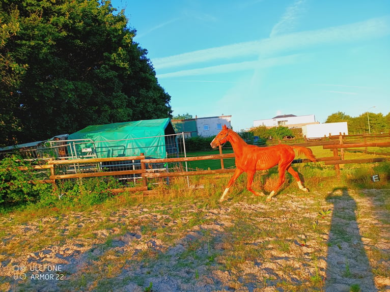 American Saddlebred Gelding 1 year 15,2 hh Chestnut-Red in Niederzier