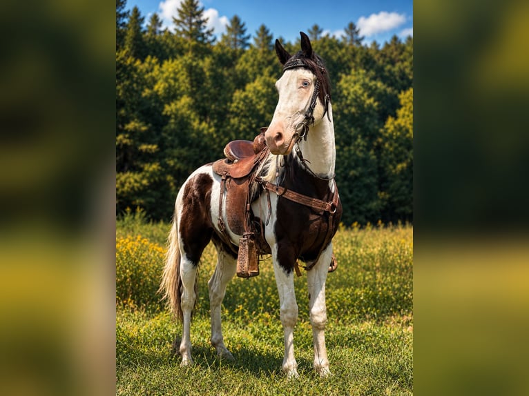 American Saddlebred Gelding 4 years 14 hh Black in Canton