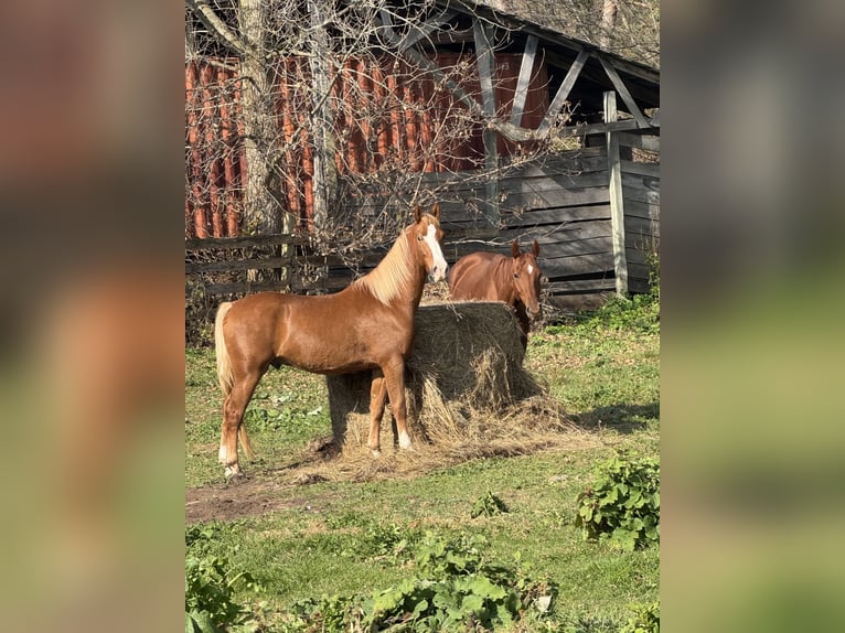 American Saddlebred Mix Gelding 4 years 15 hh Sorrel in Wellsville