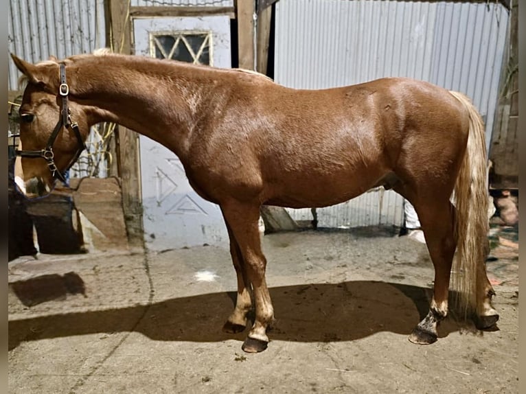 American Saddlebred Mix Gelding 4 years 15 hh Sorrel in Wellsville