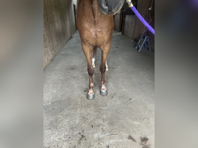American Saddlebred Gelding 4 years 16 hh Chestnut-Red in Olympia