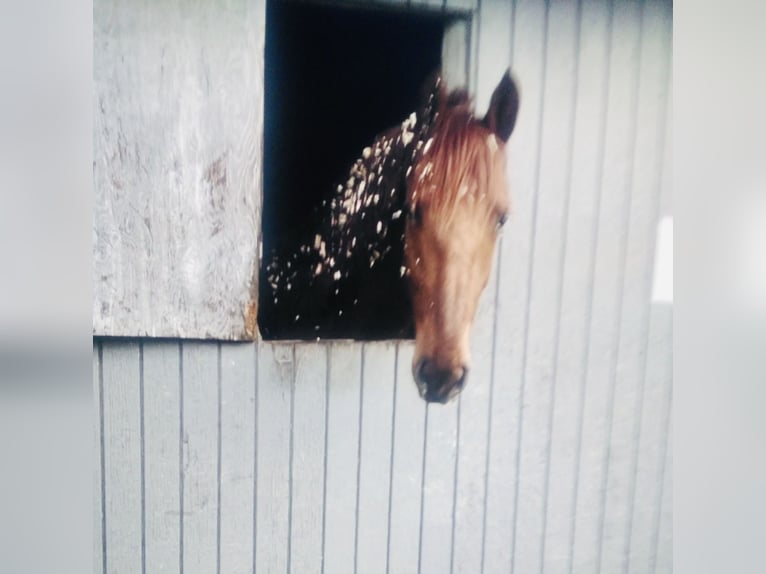 American Saddlebred Gelding 4 years 16 hh Chestnut-Red in Olympia