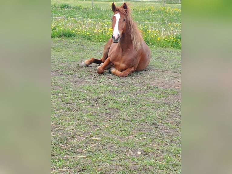 American Saddlebred Mix Gelding 6 years 14,2 hh Chestnut-Red in Schondorf am Ammersee
