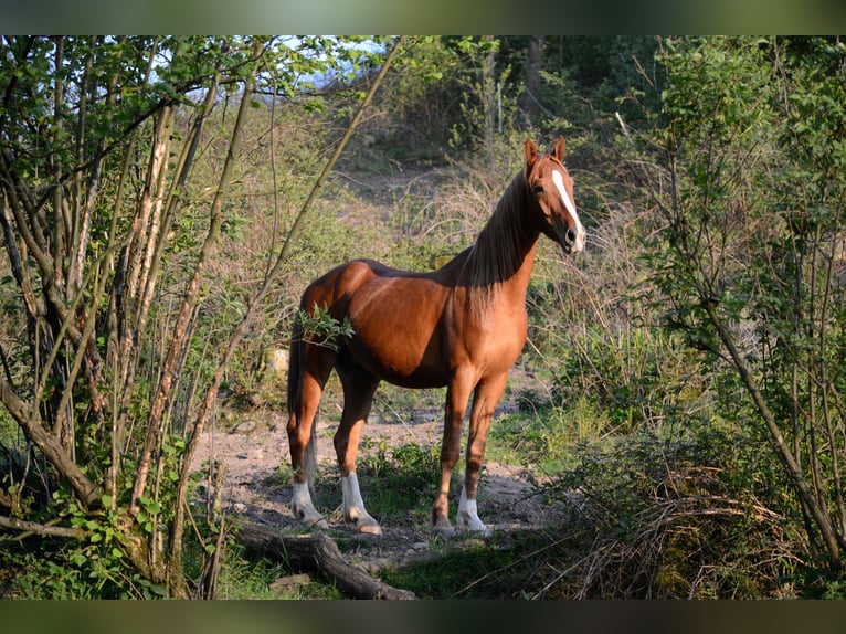 American Saddlebred Gelding 6 years 16 hh Chestnut-Red in Kierspe