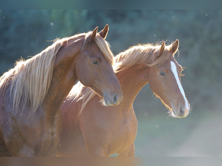 American Saddlebred Gelding 6 years 16 hh Chestnut-Red in Kierspe