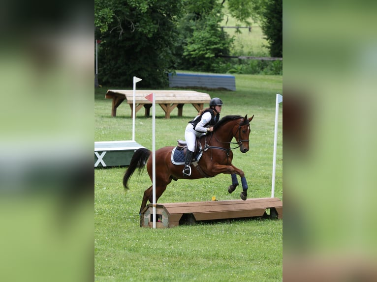American Saddlebred Gelding 8 years 16 hh Bay in Lexington