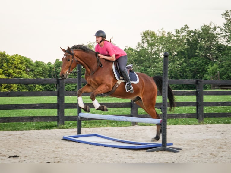American Saddlebred Gelding 8 years 16 hh Bay in Lexington