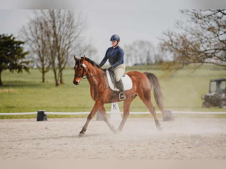 American Saddlebred Gelding 8 years 16 hh Bay in Lexington