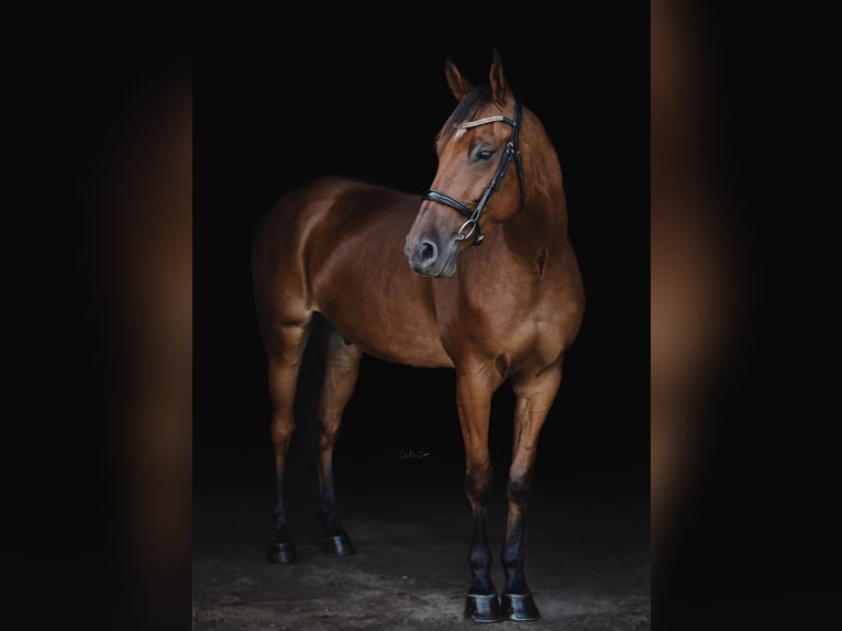 American Saddlebred Gelding 8 years 16 hh Bay in Lexington