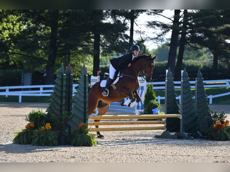 American Saddlebred Gelding 8 years 16 hh Bay in Lexington