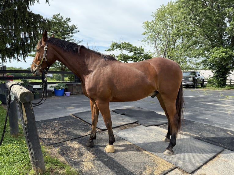American Saddlebred Gelding 8 years 16 hh Bay in Lexington