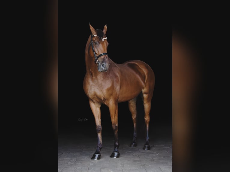 American Saddlebred Gelding 8 years 16 hh Bay in Lexington