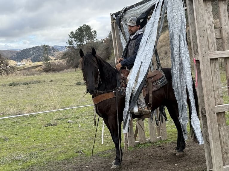 American Saddlebred Gelding 9 years 14,3 hh Bay in Paicines CA