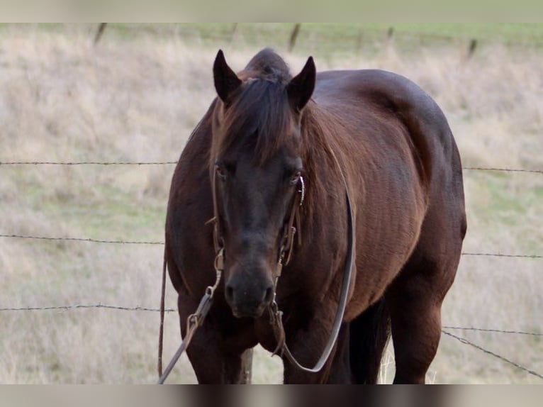 American Saddlebred Gelding 9 years 14,3 hh Bay in Paicines CA