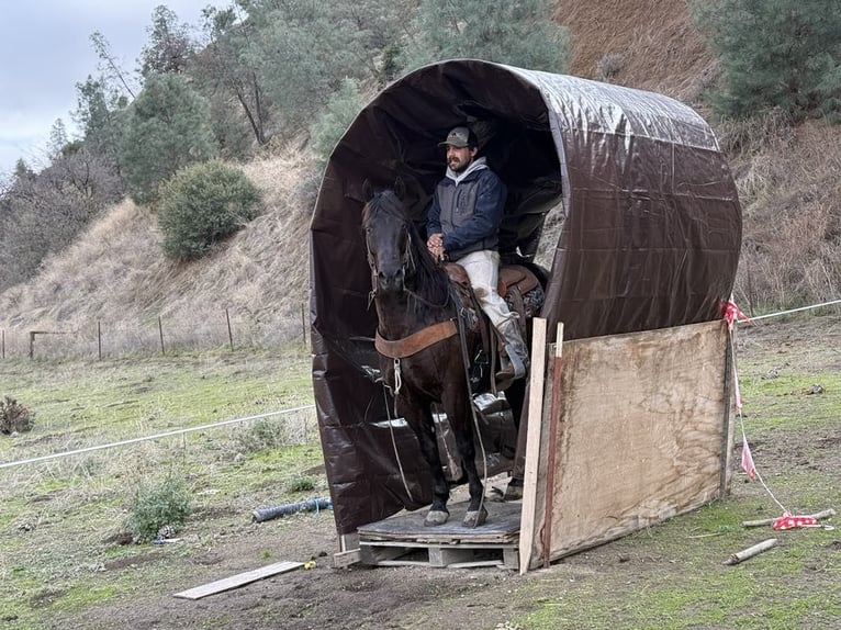 American Saddlebred Gelding 9 years 14,3 hh Bay in Paicines CA