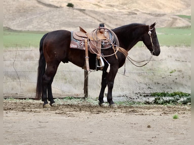 American Saddlebred Gelding 9 years 14,3 hh Bay in Paicines CA