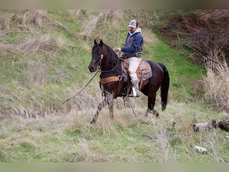 American Saddlebred Gelding 9 years 14,3 hh Bay in Paicines CA