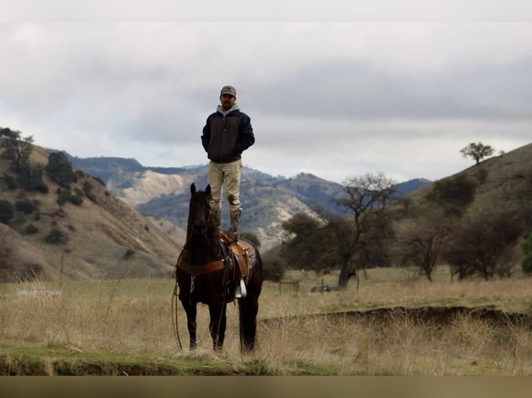 American Saddlebred Gelding 9 years 14,3 hh Bay in Paicines CA