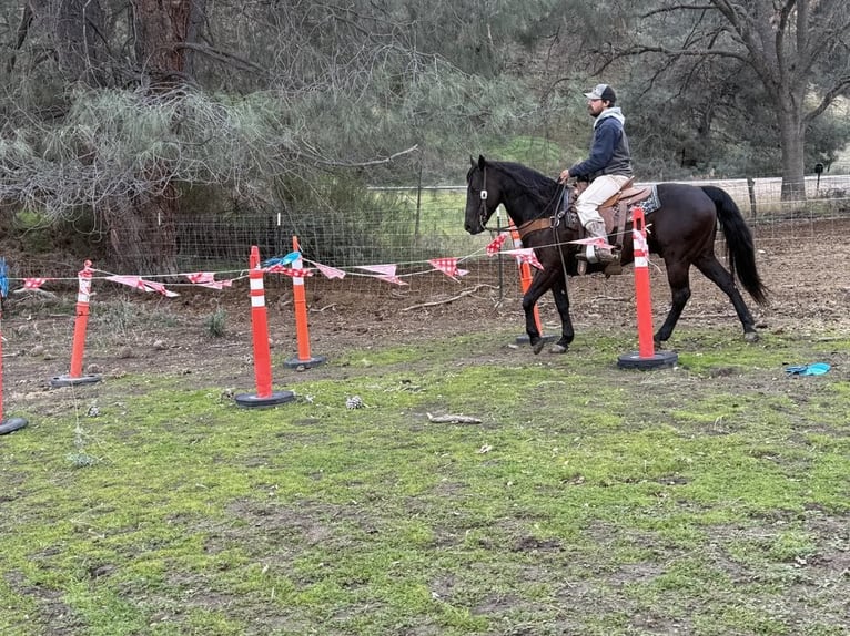 American Saddlebred Gelding 9 years 14,3 hh Bay in Paicines CA