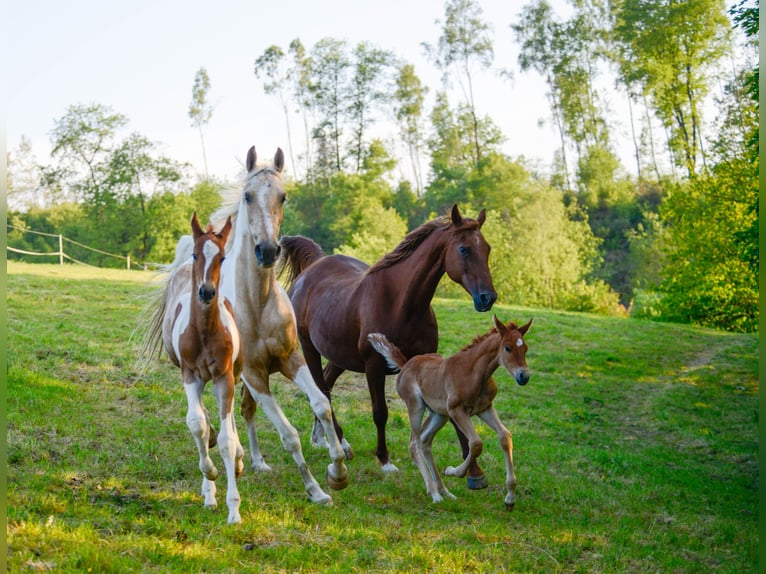 American Saddlebred Hengst 1 Jaar 165 cm Gevlekt-paard in Kierspe