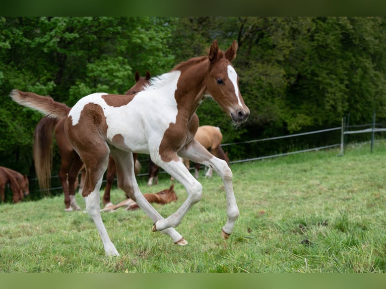 American Saddlebred Hengst 1 Jaar 165 cm Gevlekt-paard in Kierspe