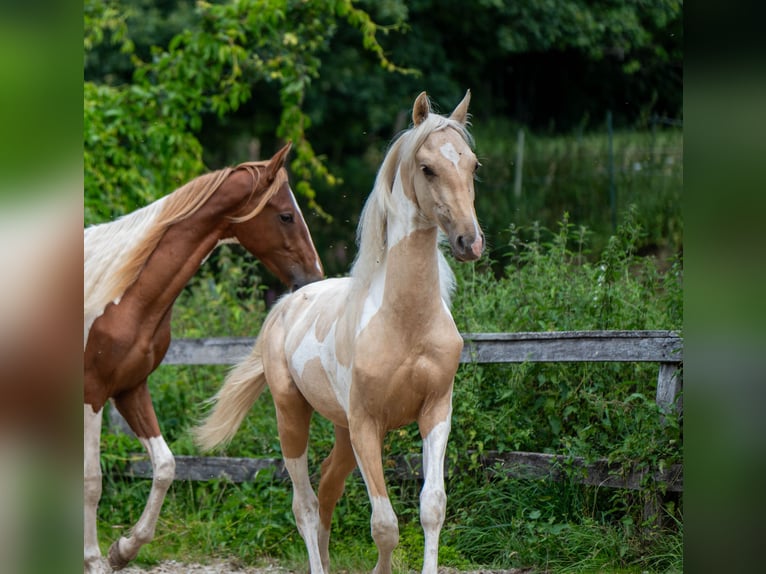 American Saddlebred Hengst 2 Jaar 165 cm Gevlekt-paard in Kierspe