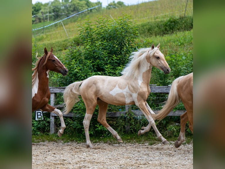 American Saddlebred Hengst 2 Jaar 165 cm Gevlekt-paard in Kierspe