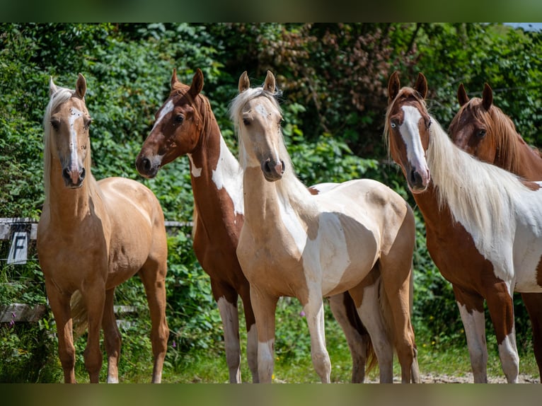American Saddlebred Hengst 2 Jaar 165 cm Gevlekt-paard in Kierspe